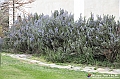VBS_1952 - Inaugurazione Messer Tulipano 2025